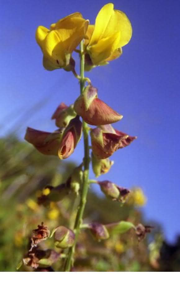 Crotalaria
