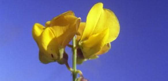 Crotalaria