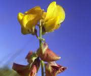 Crotalaria