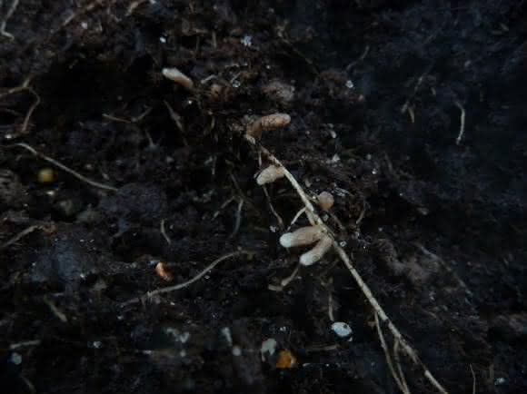 Rhizobien