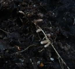 Rhizobien