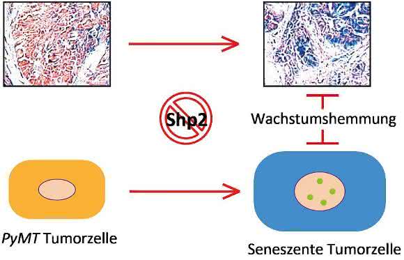 Zellschutzprogramm Seneszenz