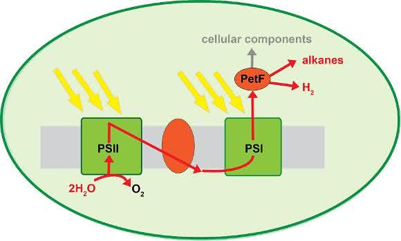 Photosynthese Photosynthese