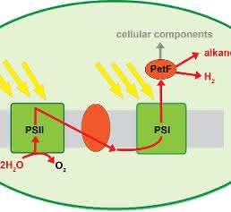 Photosynthese Photosynthese