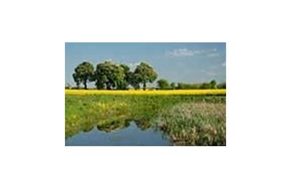 Rapsfeld