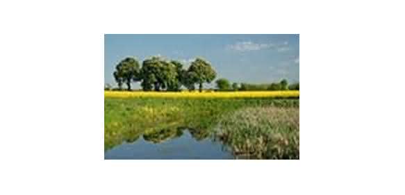 Rapsfeld Rapsfeld