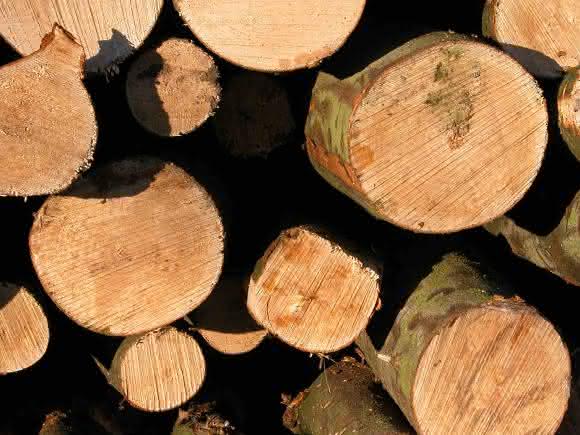 Illegales Holzfällen:Methoden zum Nachweis von Tropenholz in Papier