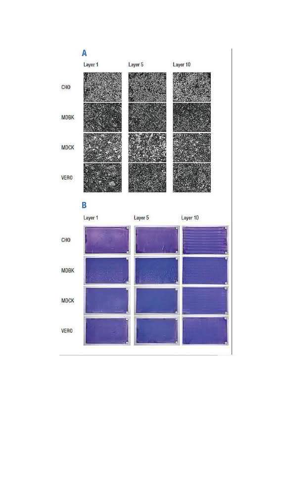 Zell- und Mikrobiologie: Optimized cell culture: for bench and beyond