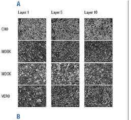 Zell- und Mikrobiologie: Optimized cell culture: for bench and beyond Zell- und Mikrobiologie: Optimized cell culture: for bench and beyond