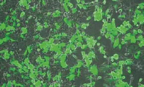Zell- und Mikrobiologie: Optimized cell culture: for bench and beyond