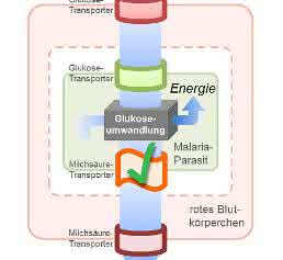 Milchsäure-Transporter