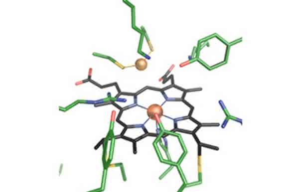 Sulfitreduktase