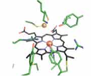Sulfitreduktase