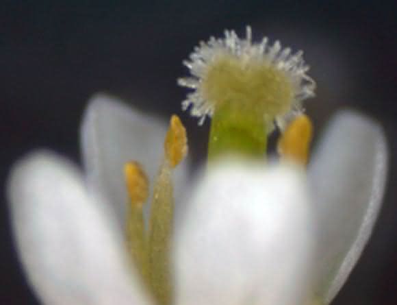 Blüte einer Arabidopsis Pflanze