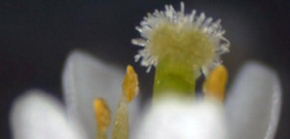 Blüte einer Arabidopsis Pflanze