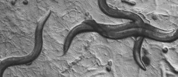 Fadenwurm