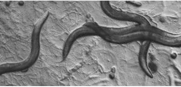 Fadenwurm Fadenwurm