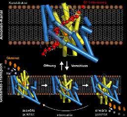 Glutamat-Transporter Glutamat-Transporter