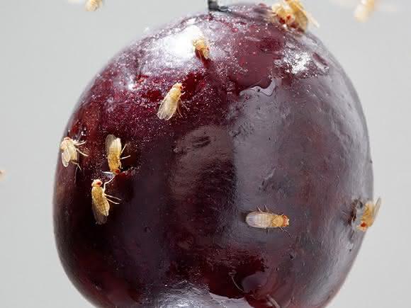Fruchtfliegen
