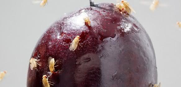 Fruchtfliegen Fruchtfliegen