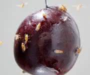 Fruchtfliegen Fruchtfliegen