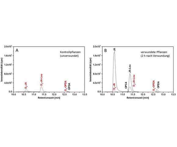 Ionenchromatogramme