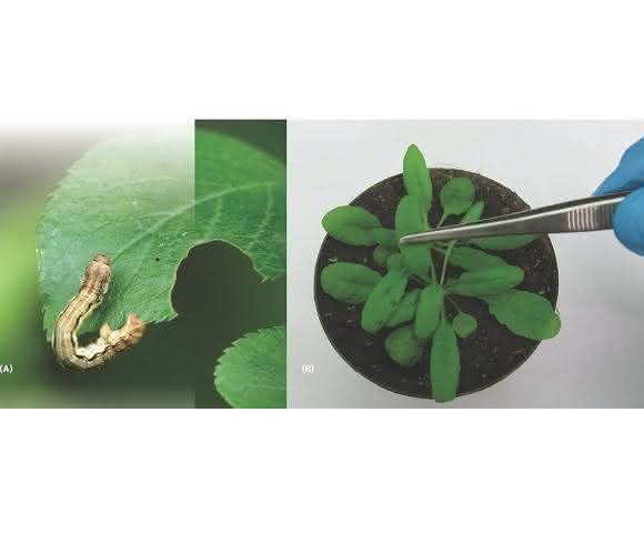Schäden am Blatt durch fressende oder saugende Insekten
