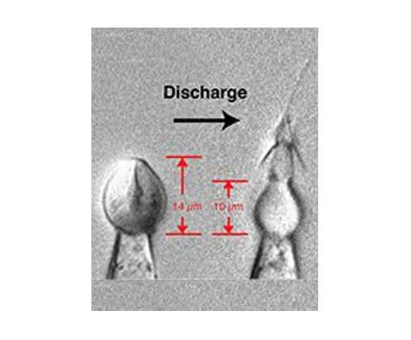 Süßwasserpolyp Süßwasserpolyp