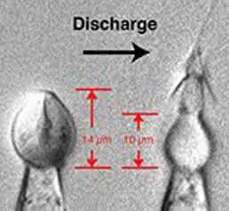 Süßwasserpolyp Süßwasserpolyp
