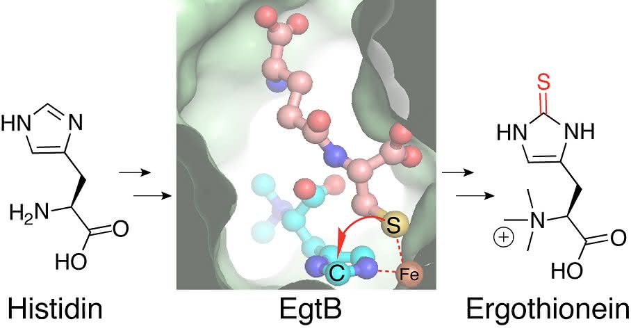 Enzym EgtB