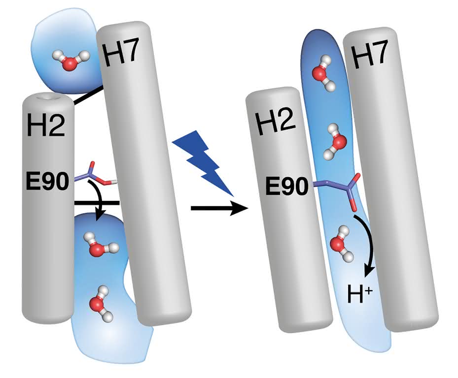 Arbeitsweise des Proteins Channelrhodopsin-2 entschlüsselt: Forscher verfolgen das Öffnen des Ionenkanals mit biophysikalischen Methoden