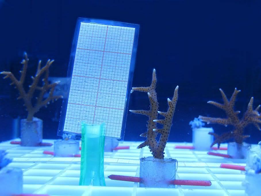 „Ocean-2100“-Forschungen