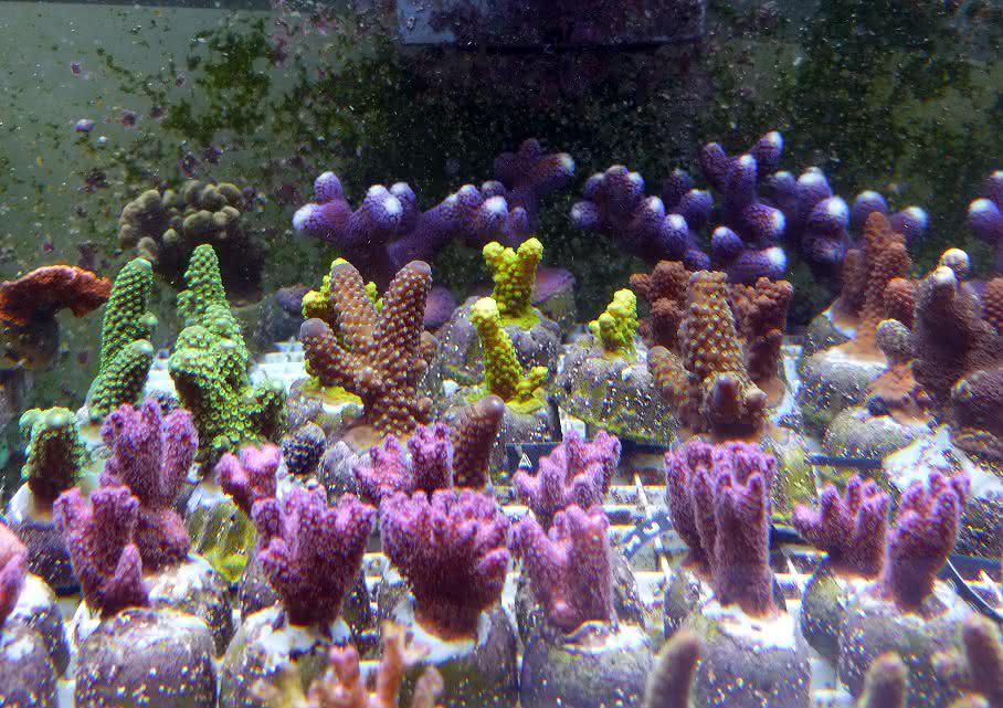 „Ocean-2100“-Projekt
