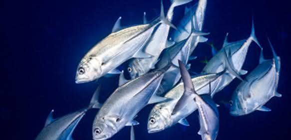 Evolutionsforschung: Fische sehen blau
