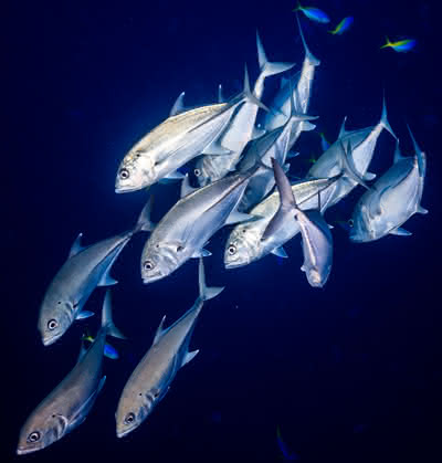 Evolutionsforschung: Fische sehen blau