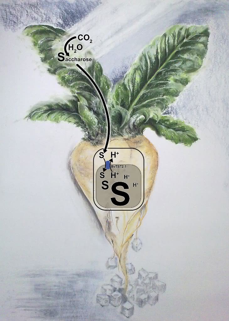 Zuckerrübenpflanze