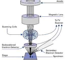Raster-Elektronenmikroskop Raster-Elektronenmikroskop