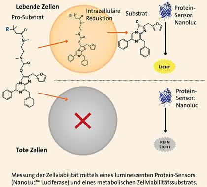 Zellviabilitäts-Test