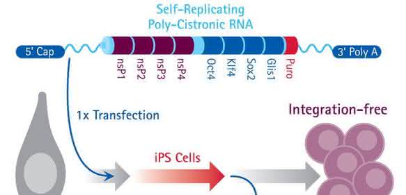RNA-Reprogrammierungskit Simplicon RNA-Reprogrammierungskit Simplicon