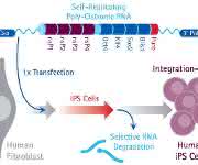 RNA-Reprogrammierungskit Simplicon