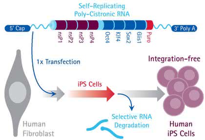 RNA-Reprogrammierungskit Simplicon