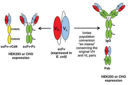Proteomics: Therapeutic Proteins, Made Better