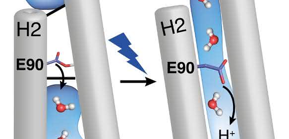 Arbeitsweise des Proteins Channelrhodopsin-2 entschlüsselt: Forscher verfolgen das Öffnen des Ionenkanals mit biophysikalischen Methoden Arbeitsweise des Proteins Channelrhodopsin-2 entschlüsselt: Forscher verfolgen das Öffnen des Ionenkanals mit biophysikalischen Methoden