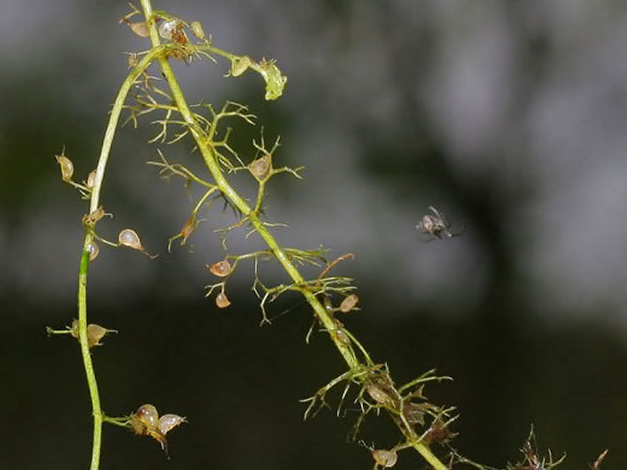 Kleiner Wasserschlauch