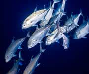 Evolutionsforschung: Fische sehen blau