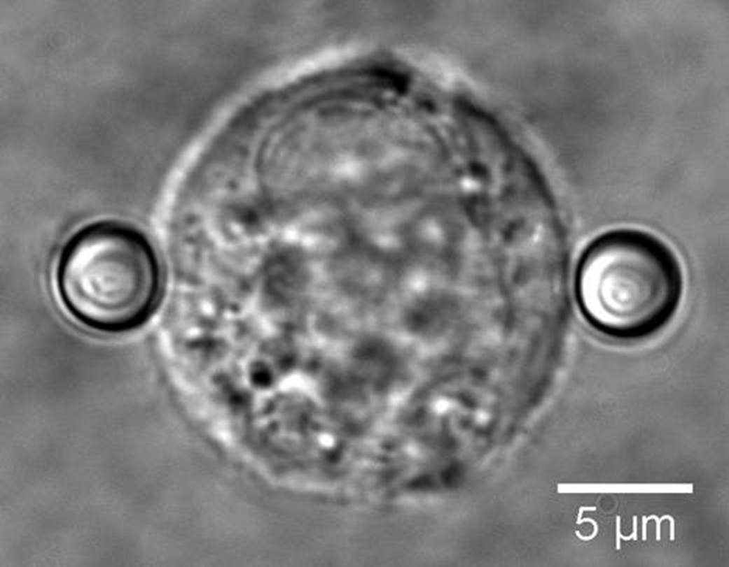 Biophysik: Kraftmessungen an einzelnen Zellen