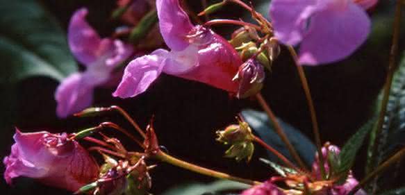 Drüsige Springkraut Drüsige Springkraut