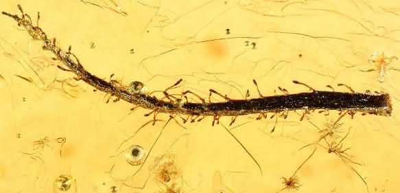 Fossile Klebfalle