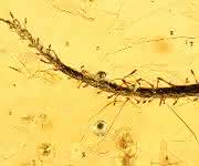 Fossile Klebfalle