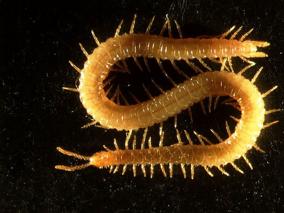 Hundertfüßer Strigamia
